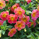 Calibrachoa Chameleon Atomic Orange